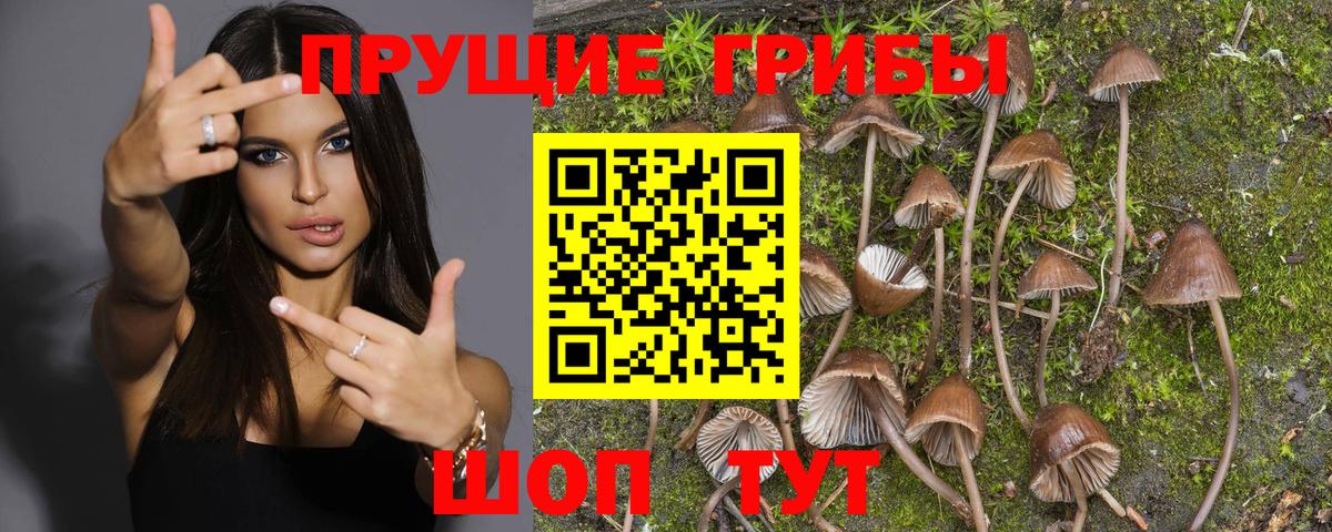 Галлюциногенные грибы Psilocybe  Вход с VPN  Березники 